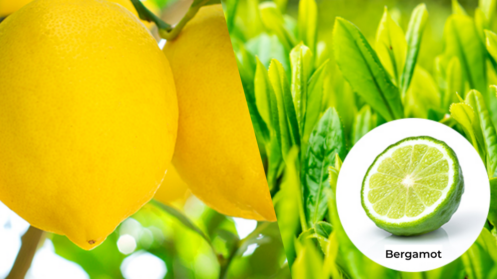 [Our Tea] Lemon Earl Gray TEA-8 Pack