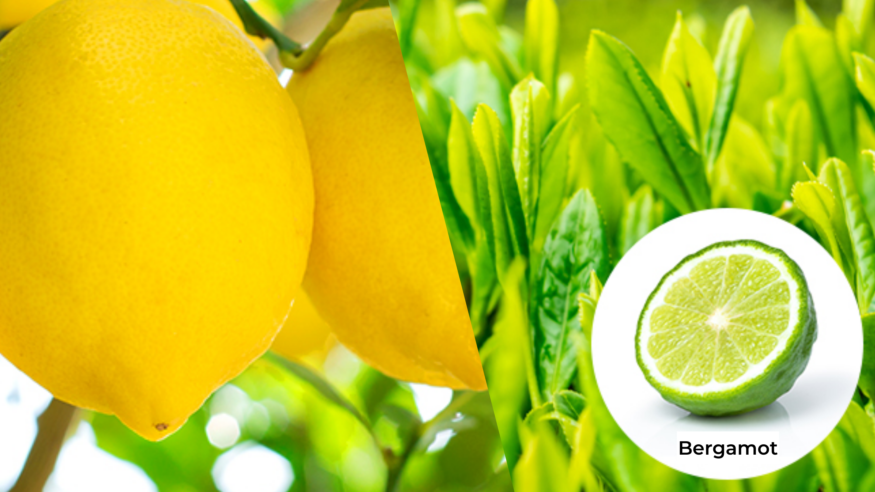 [Our Tea] Lemon Earl Gray TEA-8 Pack