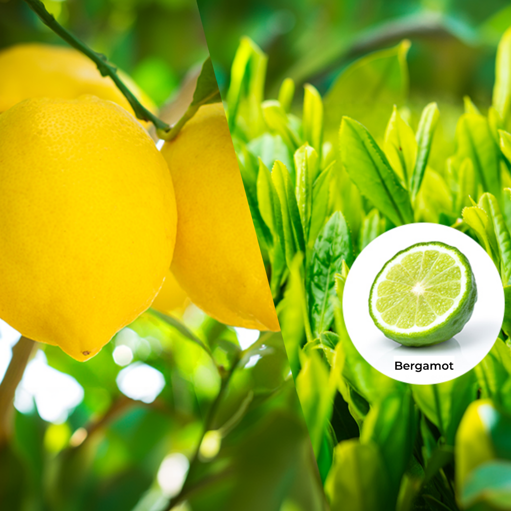 [Our Tea] Lemon Earl Gray TEA-8 Pack